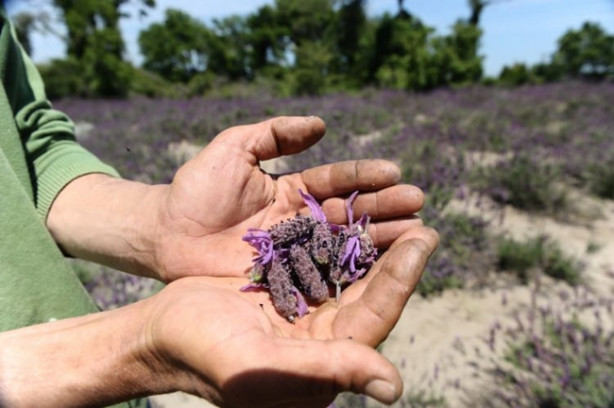 Foto - Karabaş otu tehlike altında!