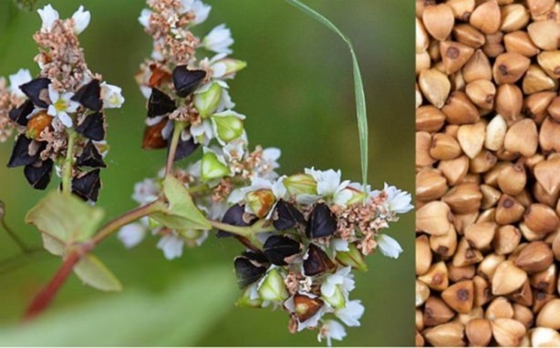 Foto - Karabuğdayın faydalarından haberdar mısınız?