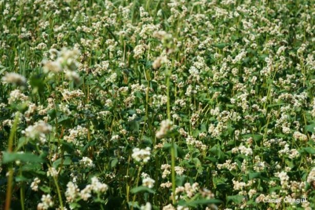 Foto - Karabuğdayın faydalarından haberdar mısınız?