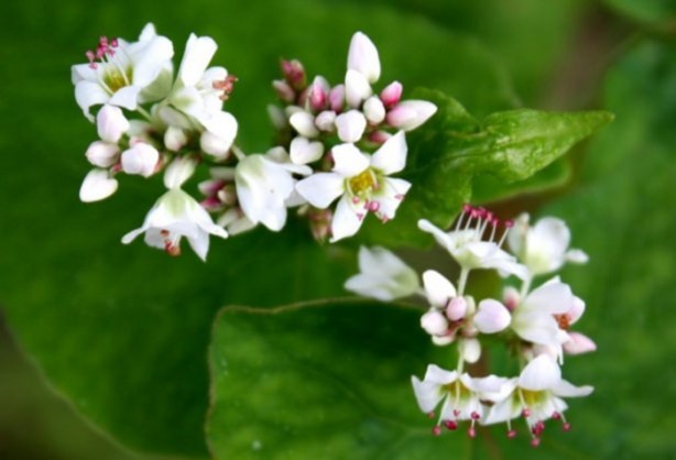 Foto - Karabuğdayın faydalarından haberdar mısınız?