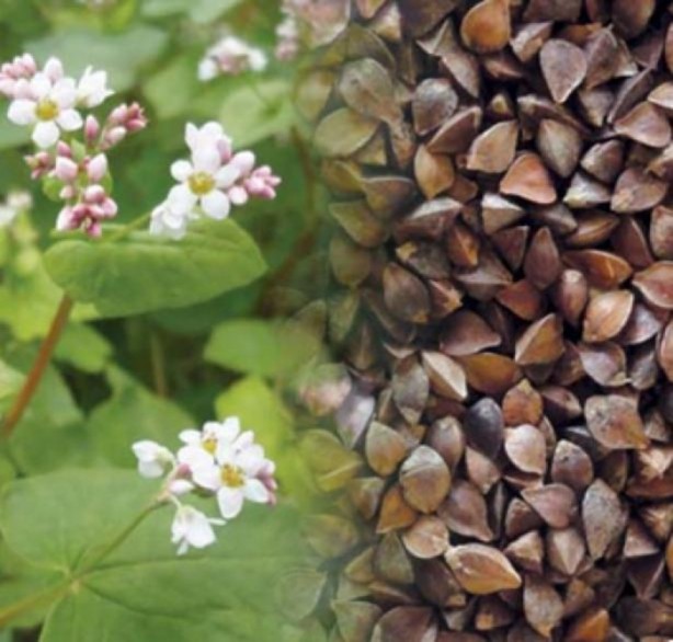 Foto - Karabuğdayın faydalarından haberdar mısınız?