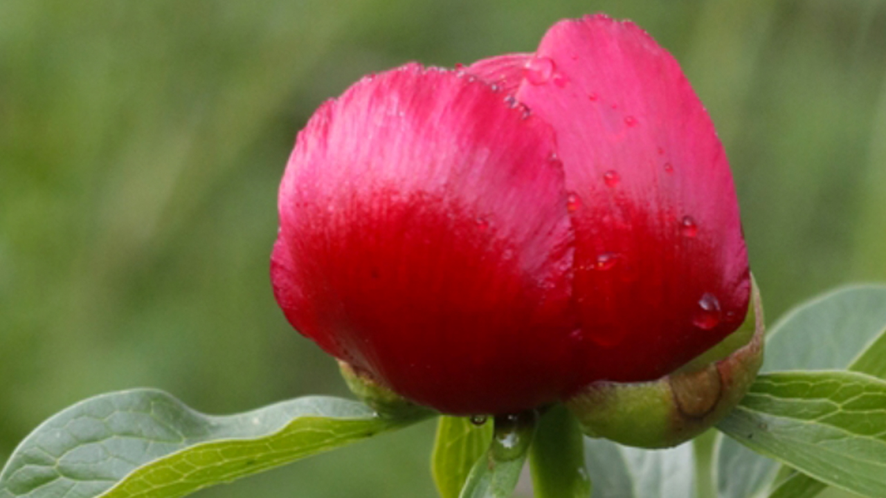 Foto - Karabük'te 'Ayı gülü' çiçeği açtı