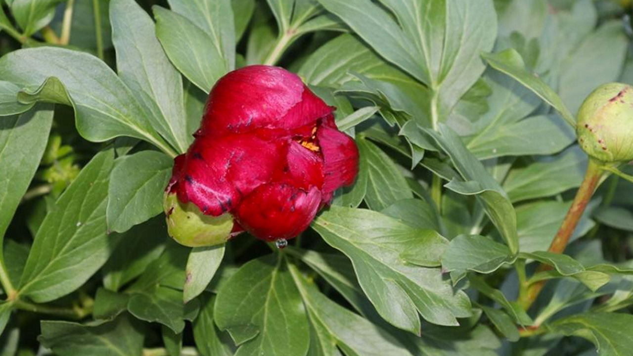 Foto - Karabük'te 'Ayı gülü' çiçeği açtı