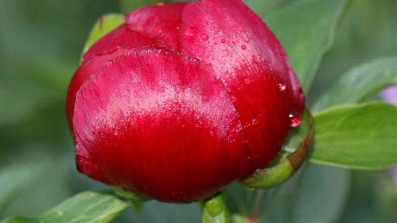 Karabük'te 'Ayı gülü' çiçeği açtı