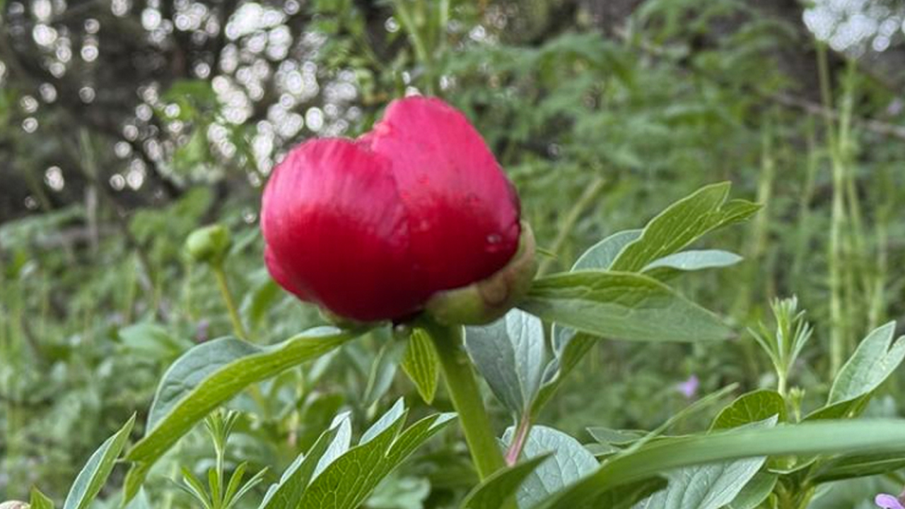 Foto - Karabük'te 'Ayı gülü' çiçeği açtı