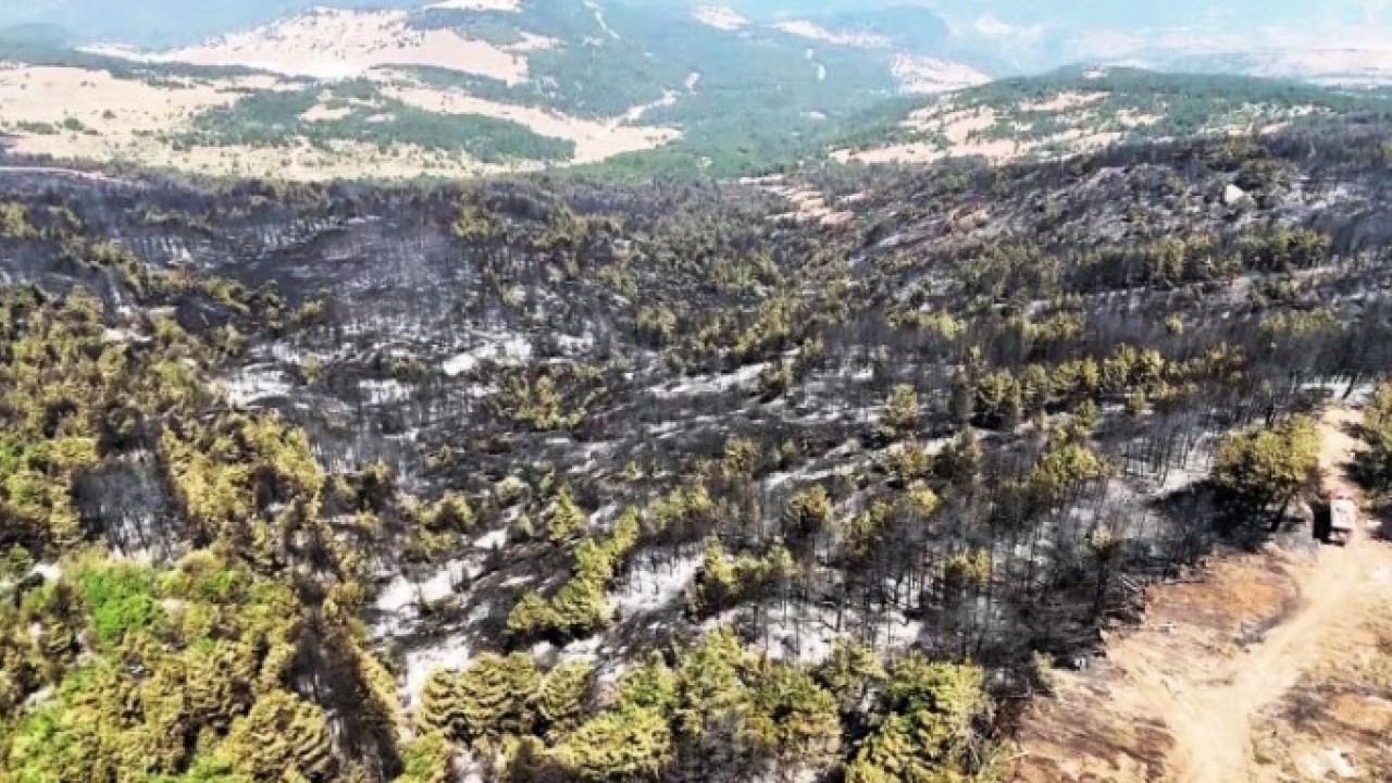 Karabük’te orman yangınlarının bıraktığı acı görüntüler