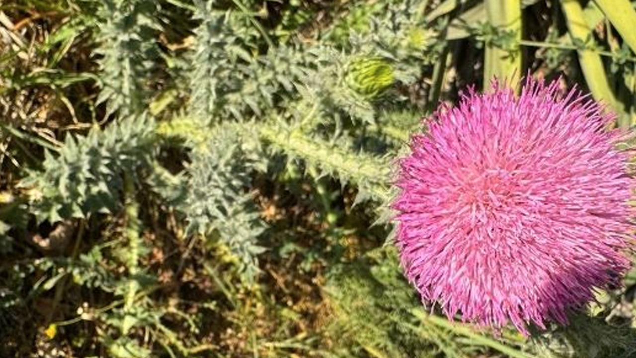 Foto - Karaciğer için doğal reçete! 