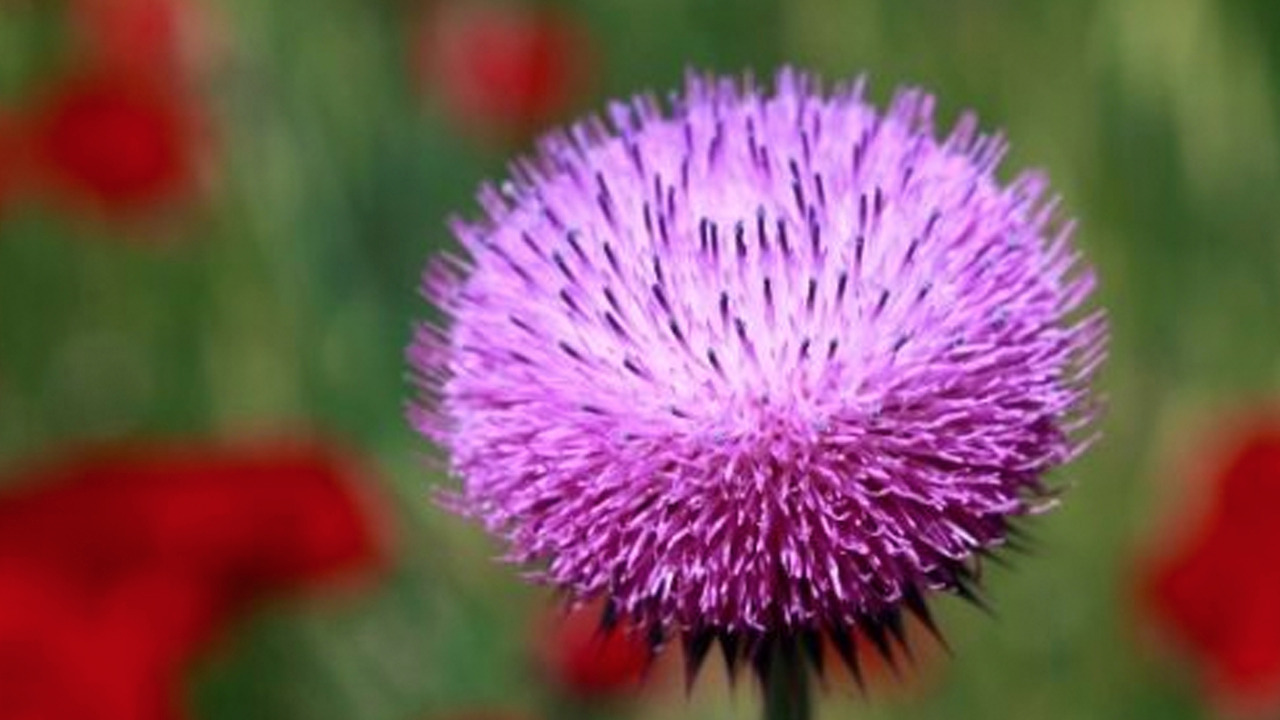 Karaciğer için doğal reçete! 