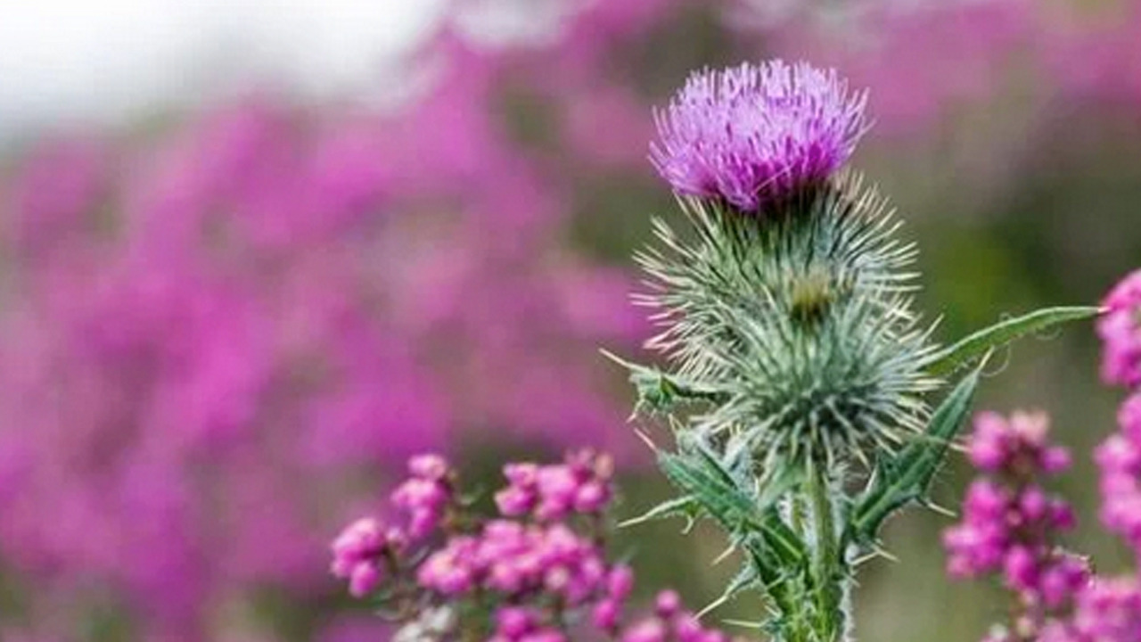 Foto - Karaciğer için doğal reçete! 