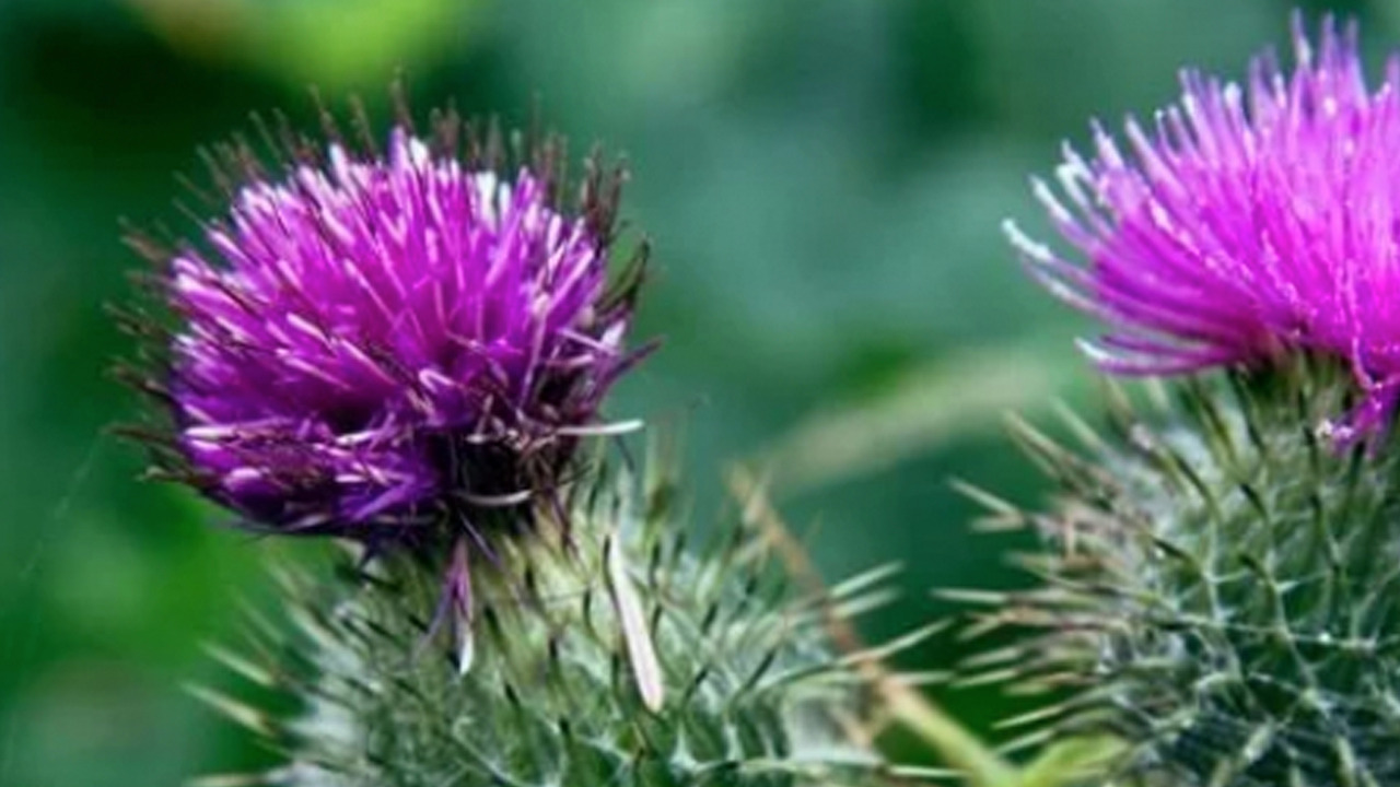 Foto - Karaciğer için doğal reçete! 