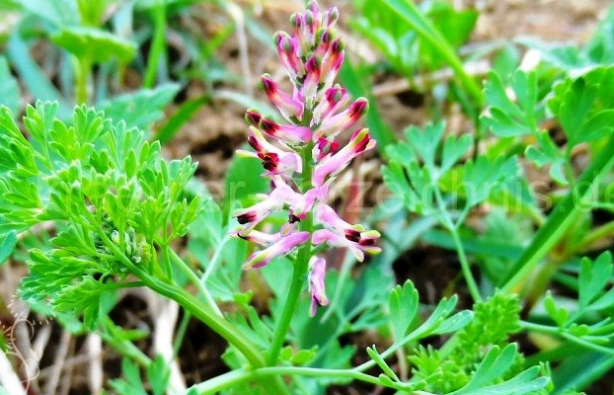 Foto - Karaciğer temizliği! Karaciğeri 18 yaşına döndürüp, önemli değişiklik yapan işte yeni liste: Hasarının önüne geçiyor