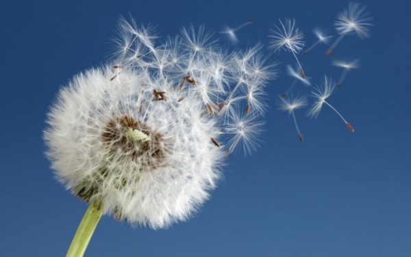 Foto - Karaciğer yağlanmasına iyi gelen besinler