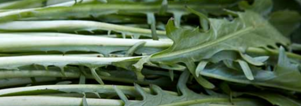 Foto - Karaciğer yağlanmasını tedavi eden sebze: Gizlice operasyon, her an göreve hazırlar! Evet yanlış duymadınız