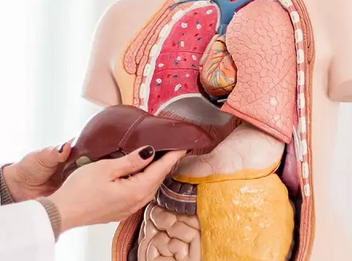 Foto - Karaciğer yağlanmasını tedavi eden sebze: Meğerse bunda saklıymış! Karaciğer yağlanması diyeti nasıl yapılır?