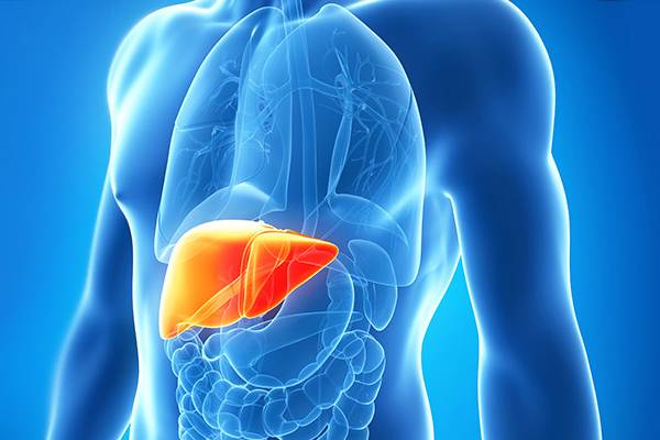 Foto - Karaciğer'i ihmal etmeyin! Beyne zarar veriyor