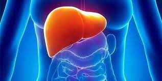 Foto - Karaciğer'i ihmal etmeyin! Beyne zarar veriyor
