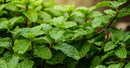 Karaciğeri yeniler ve göbeğinizi dümdüz yapar: Çok güçlü sağlayan tüyo bakın ne? Bir dizi öneriler
