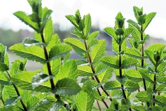Foto - Karaciğeri yeniler ve göbeğinizi dümdüz yapar: Çok güçlü sağlayan tüyo bakın ne? Bir dizi öneriler
