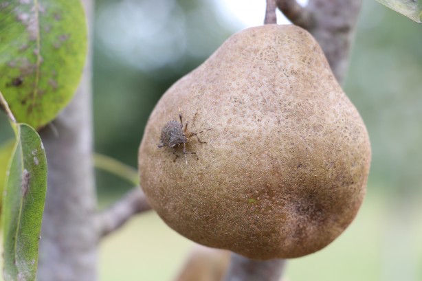 Foto - Karadeniz bölgesi ile ilgili yeni gelişme! Az önce açıkladılar: İstila ettiler!