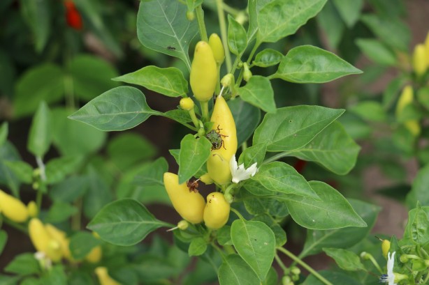 Foto - Karadeniz bölgesi ile ilgili yeni gelişme! Az önce açıkladılar: İstila ettiler!