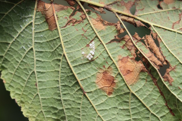 Foto - Karadeniz bölgesi ile ilgili yeni gelişme! Az önce açıkladılar: İstila ettiler!