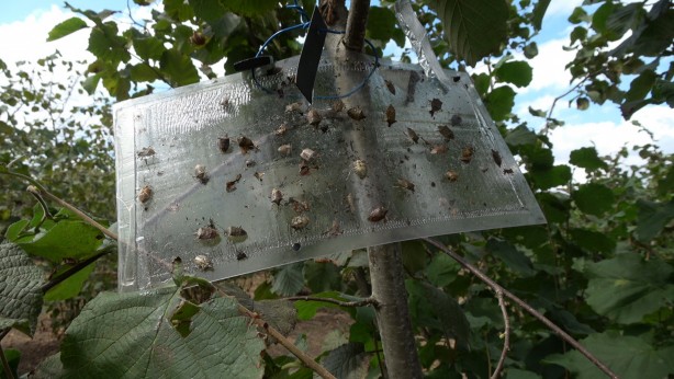Karadeniz bölgesi ile ilgili yeni gelişme! Az önce açıkladılar: İstila ettiler!