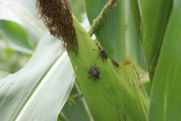 Foto - Karadeniz bölgesi ile ilgili yeni gelişme! Az önce açıkladılar: İstila ettiler!