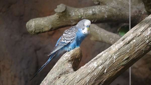 Foto - Karadeniz Bölgesi'nde bir ilk