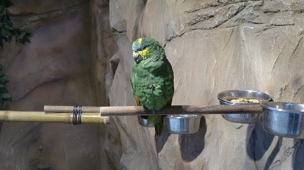 Foto - Karadeniz Bölgesi'nde bir ilk