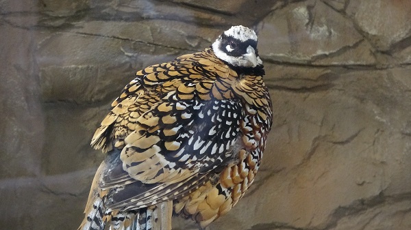 Foto - Karadeniz Bölgesi'nde bir ilk