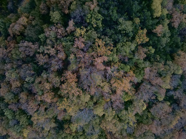 Foto - Karadeniz sonbahar renklerine boyandı! 