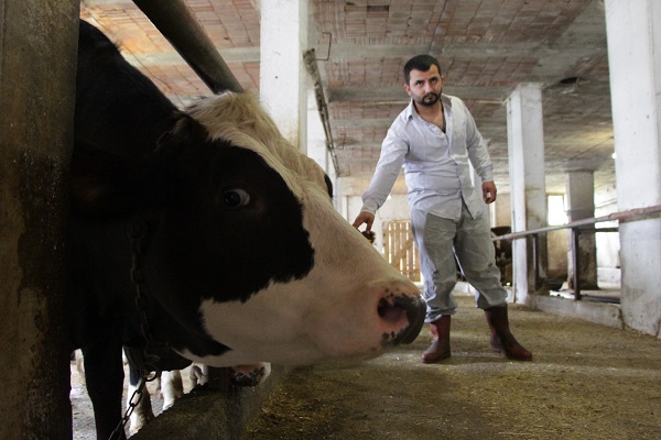 Foto - Karadeniz zekasının örneği! Bakın bu apartmanda kim yaşıyor