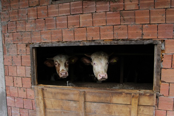 Foto - Karadeniz zekasının örneği! Bakın bu apartmanda kim yaşıyor