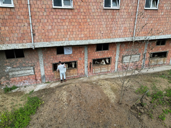 Foto - Karadeniz zekasının örneği! Bakın bu apartmanda kim yaşıyor