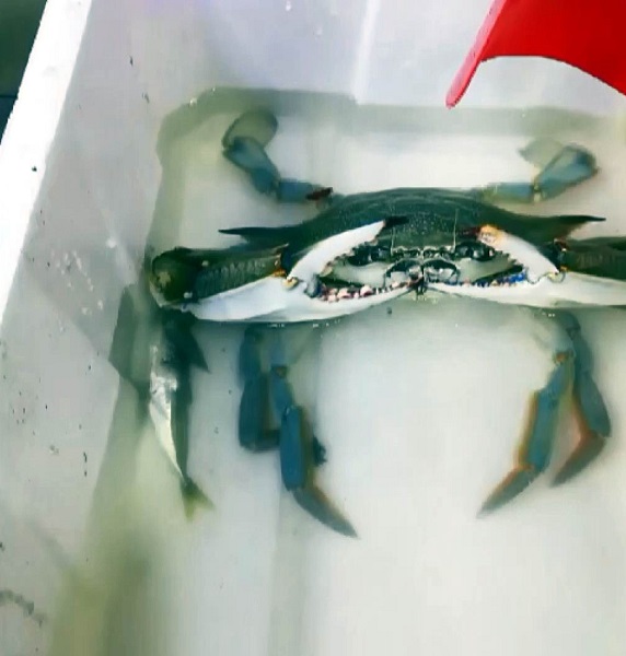 Foto - Karadeniz'de balıkçıların kabusu oldu! 