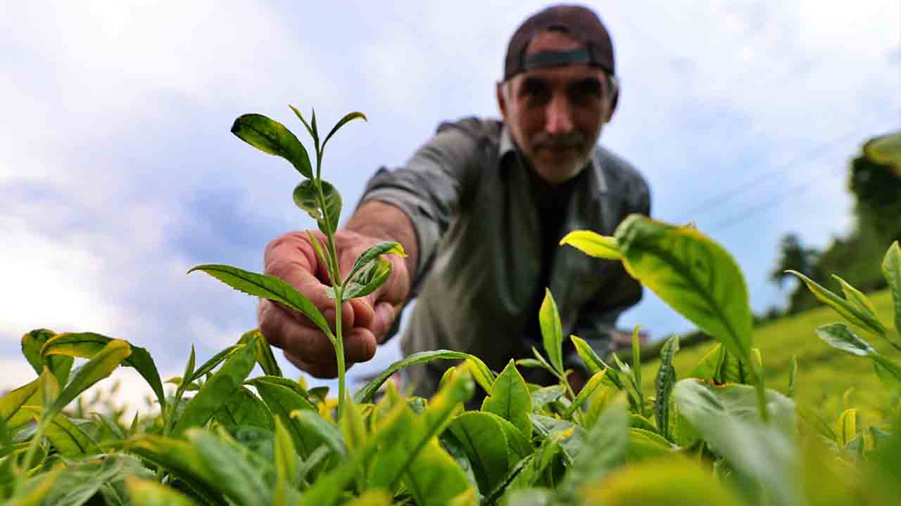Karadeniz’de çay mesaisi başladı