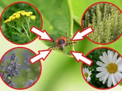 Foto - Karadeniz’de kene vakası! Bir kişi hayatını kaybetti