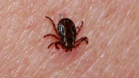 Foto - Karadeniz’de kene vakası! Bir kişi hayatını kaybetti