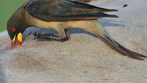 Foto - Karadeniz’de kene vakası! Bir kişi hayatını kaybetti