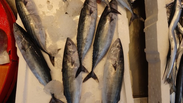 Foto - Karadeniz'de palamut bereketi