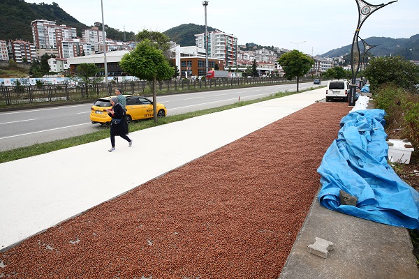 Foto - Karadeniz’de sahiller fındık bahçesine döndü