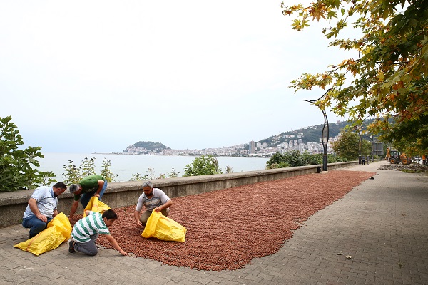 Foto - Karadeniz’de sahiller fındık bahçesine döndü