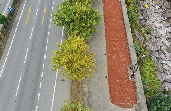 Foto - Karadeniz’de sahiller fındık bahçesine döndü