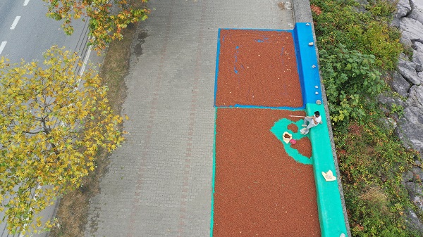 Foto - Karadeniz’de sahiller fındık bahçesine döndü