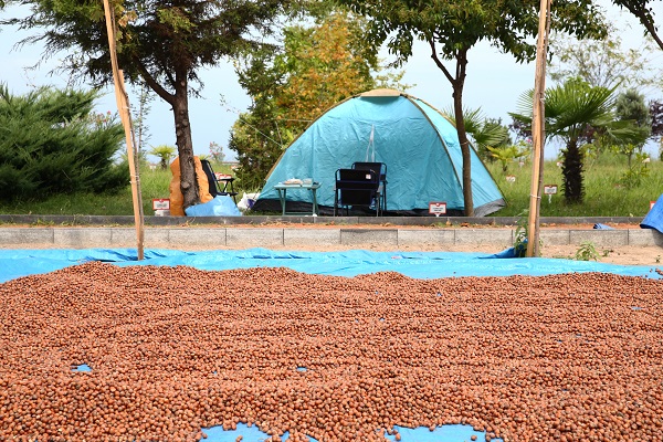 Foto - Karadeniz’de sahiller fındık bahçesine döndü