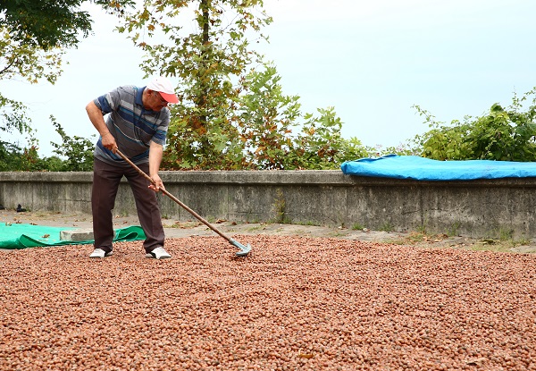 Foto - Karadeniz’de sahiller fındık bahçesine döndü