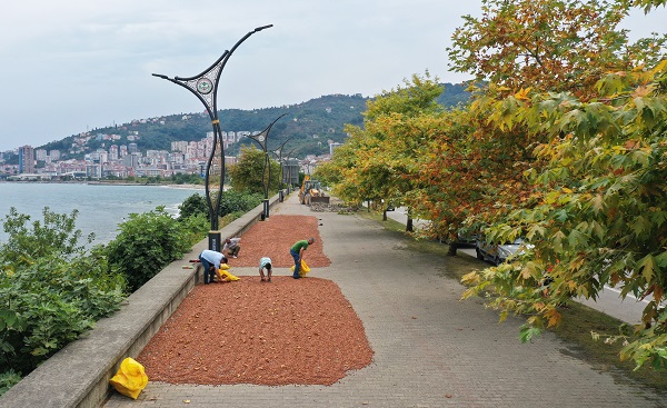 Foto - Karadeniz’de sahiller fındık bahçesine döndü