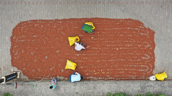 Foto - Karadeniz’de sahiller fındık bahçesine döndü