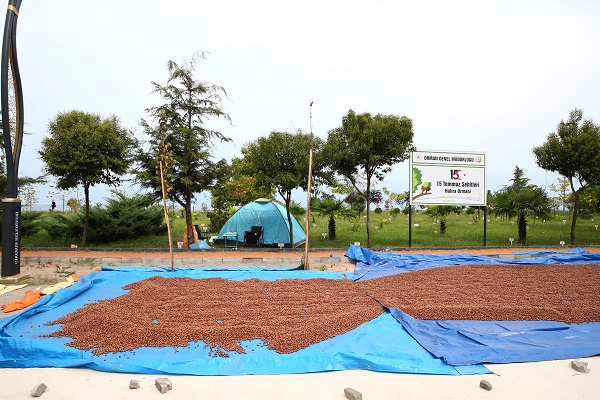 Foto - Karadeniz’de sahiller fındık bahçesine döndü