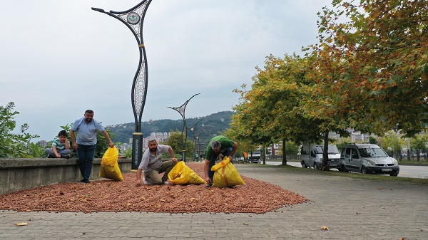 Foto - Karadeniz’de sahiller fındık bahçesine döndü